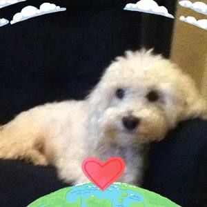 Meet your Posher, Julie